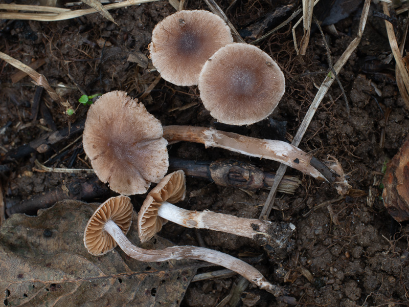 Cortinarius decipiens Cortinarius decipiens